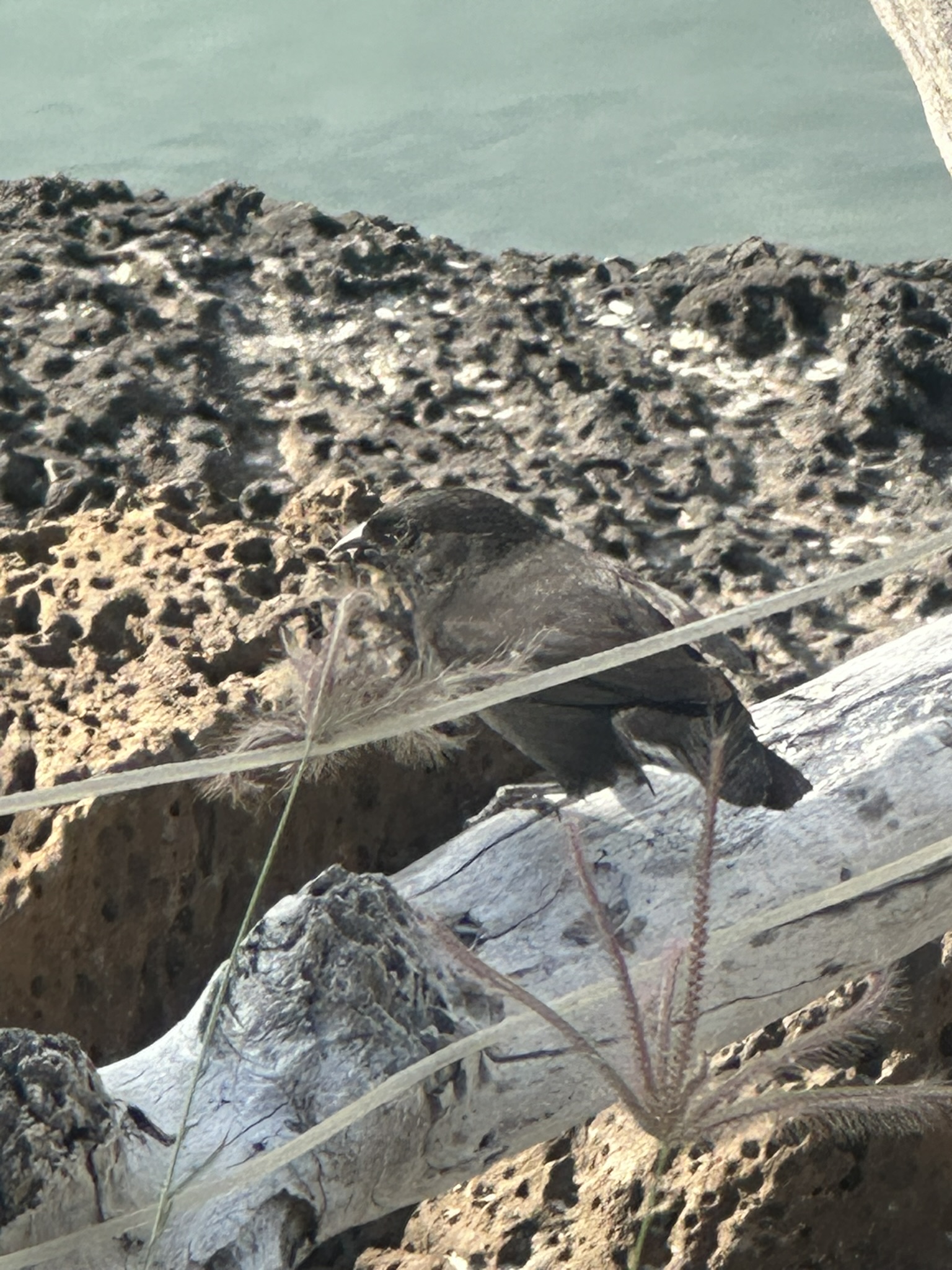 Ecuador-Galapagos Islands - Image 459